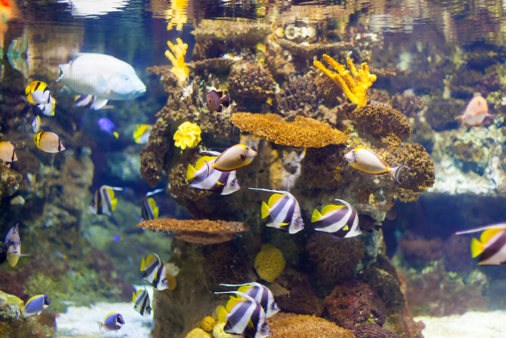 tropical fish at coral reef area in sea water